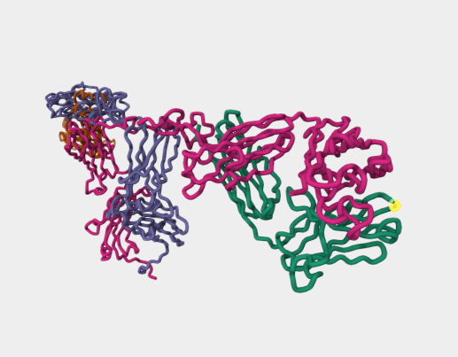 Anti-lambda chain mAbs
