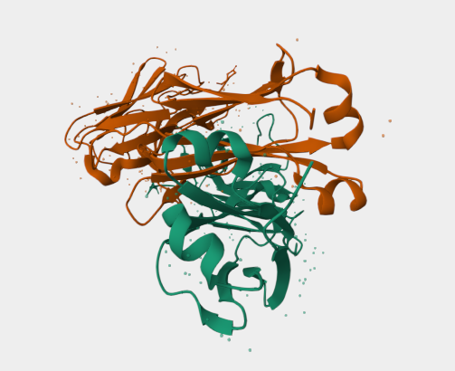 Anti-Lambda light chain mAbs