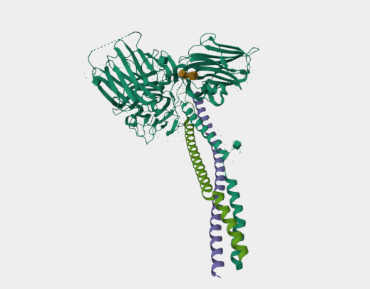 Anti-Laminin mAbs