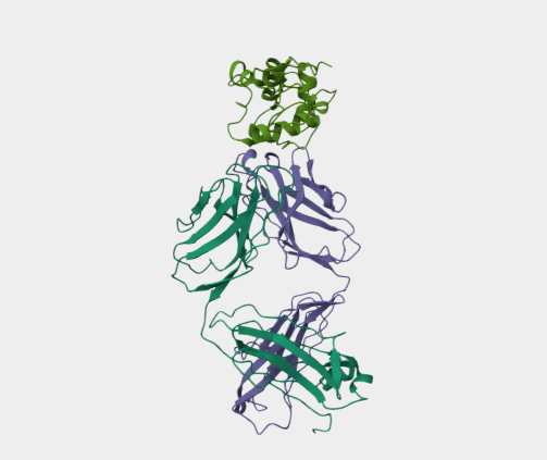 Anti-Lysozyme mAbs