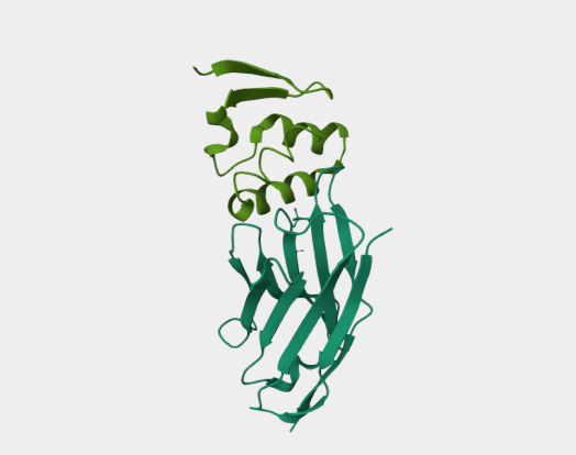 Anti-Marburg Virus Nucleoprote