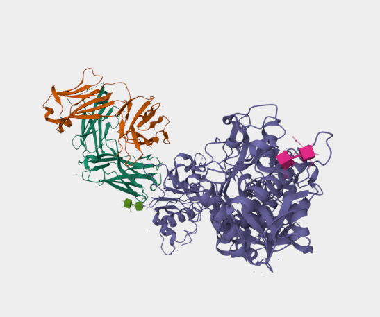 Anti-Melanotransferrin   mAbs