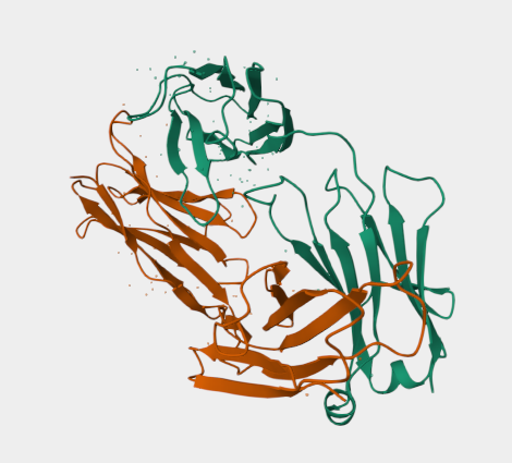 Anti-Mouse antibody kappa ligh