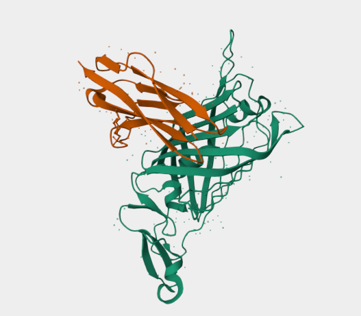 Anti-Mouse   Nidogen/enactin m