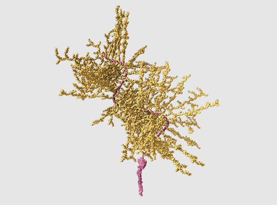 Anti-Mucin-17 mAbs