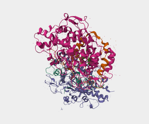 Anti-Myeloperoxidase mAbs