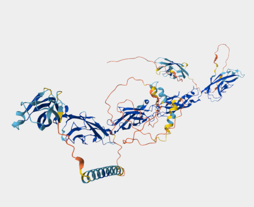 Anti-N-cadherin mAbs