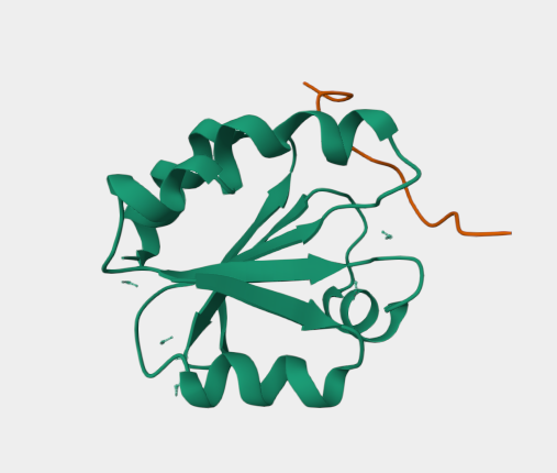Anti-NFKB1 mAbs