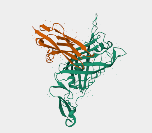 Anti-Nidogen/enactin mAbs