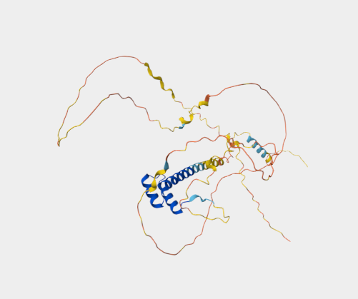 Anti-NKX6‐1 mAbs