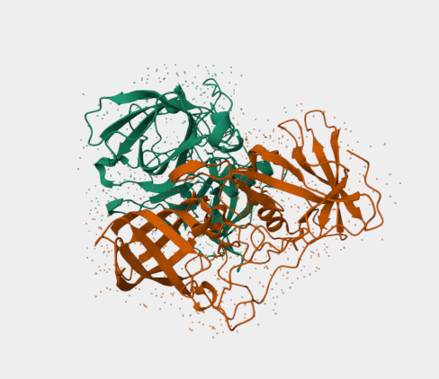 Anti-Norovirus GII.10   mAbs