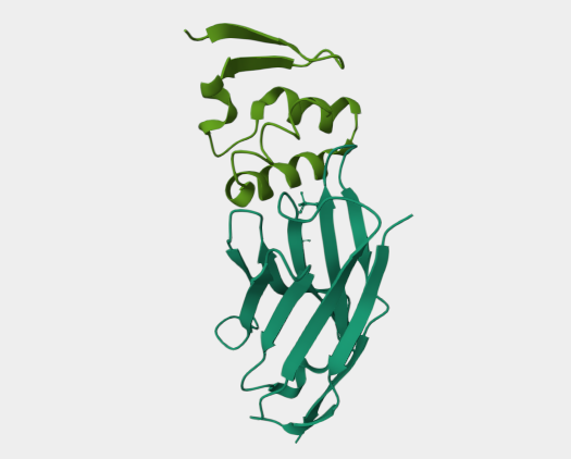Anti-Nucleoprotein mAbs