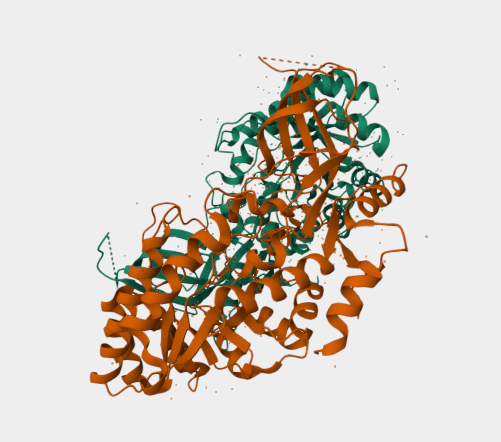 Anti-ODC1 mAbs