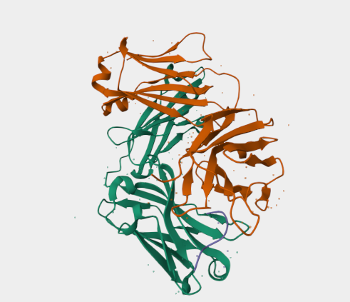 Anti-Osteocalcin mAbs