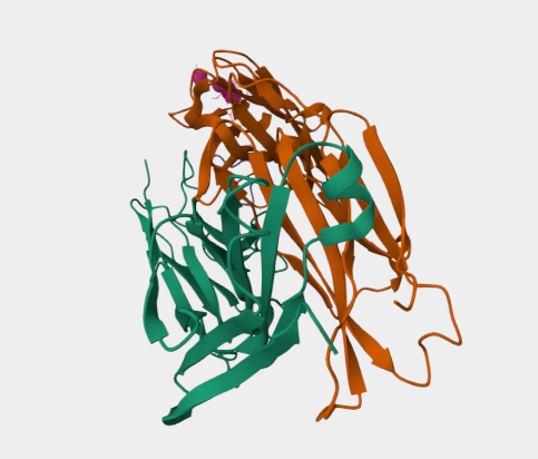 Anti-Osteopontin mAbs