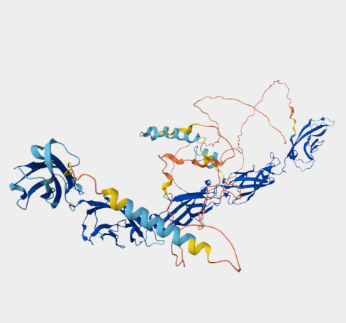 Anti-P-Cadherin mAbs
