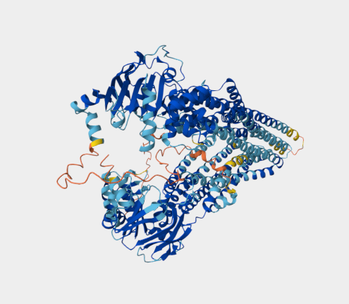 Anti-P-glycoprotein mAbs