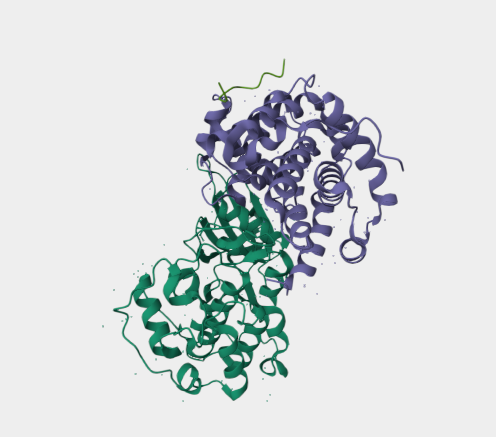 Anti-p53 mAbs
