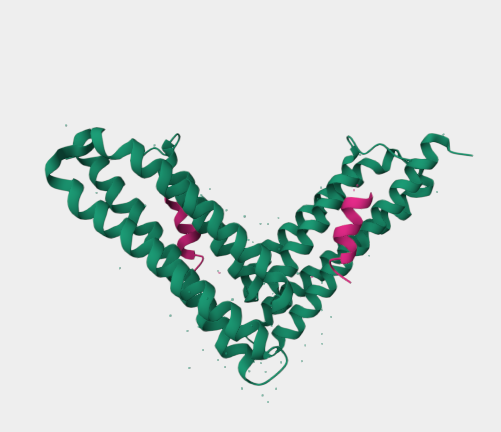 Anti-Paxillin (LD4 Motif) mAbs