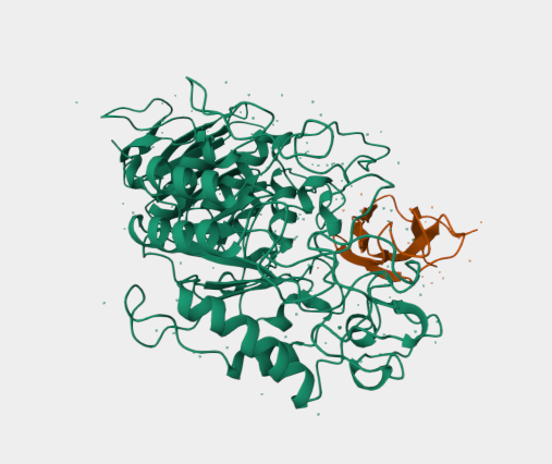 Anti-Pancreatic alpha-amylase 