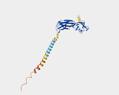 Anti-PD-L1 mAbs