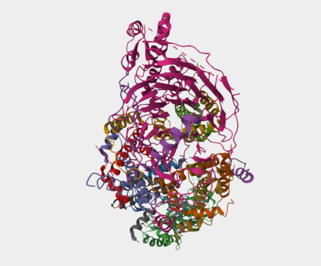 Anti-Polyglutamine mAbs