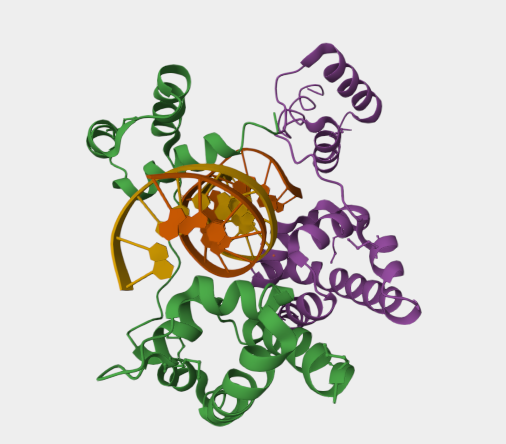 Anti-POU6F1 mAbs