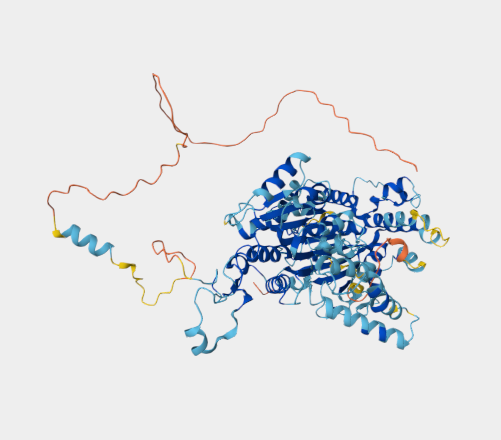 Anti-Rad54 mAbs