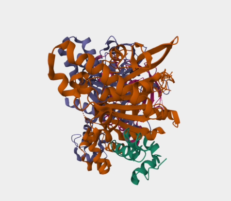 Anti-Rad51C mAbs