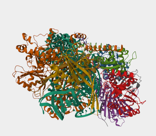 Anti-Rpp30 mAbs