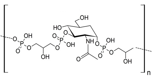 Anti-S. aureus β-GlcNAc WTA mA