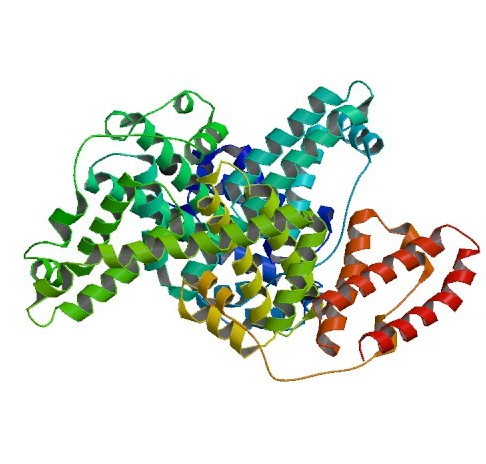 Anti-Serum Albumin mAbs