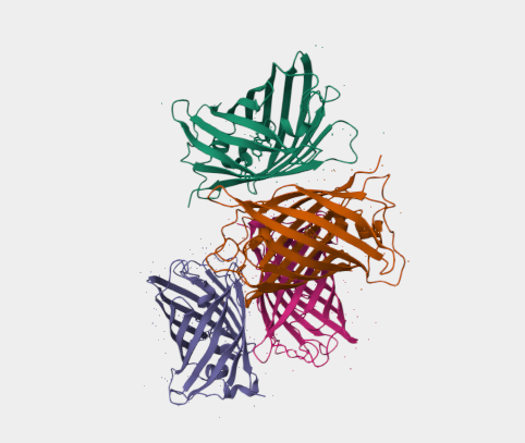 Anti-sfGFP mAbs