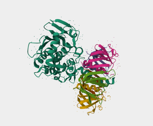 Anti-Shiga-toxin 2 mAbs