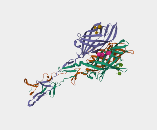 Anti-Sigma1 mAbs