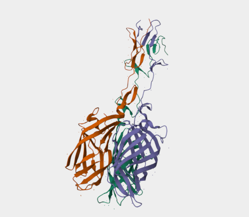 Anti-Sigma1 mAbs