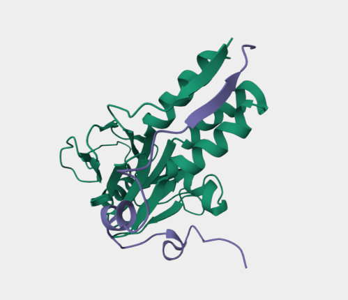Anti-SMAD2 mAbs