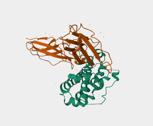 Anti-Somatotropin mAbs