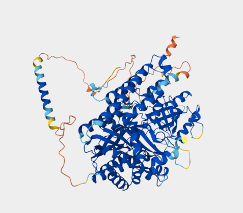 Anti-TFR2 mAbs