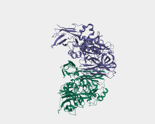 Anti-TGase II mAbs