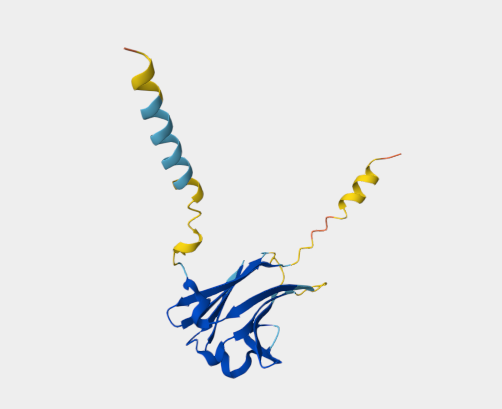 Anti-Thy-1 mAbs