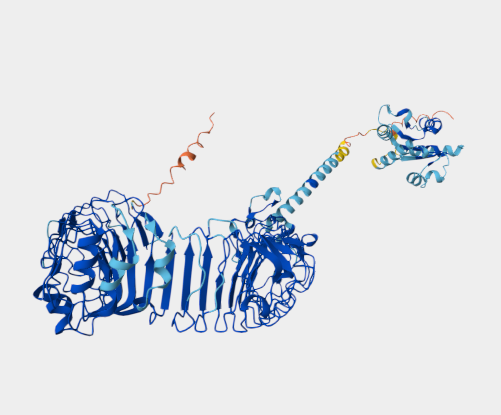 Anti-TLR4 mAbs