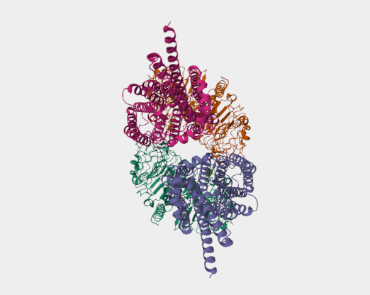 Anti-TLR7 mAbs