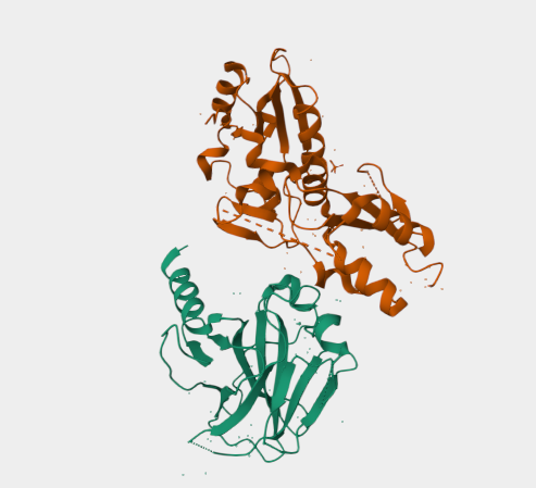 Anti-TP53BP1 mAbs
