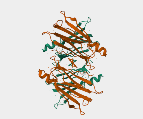 Anti-Transthyretin mAbs