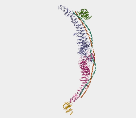 Anti-TSC2 mAbs