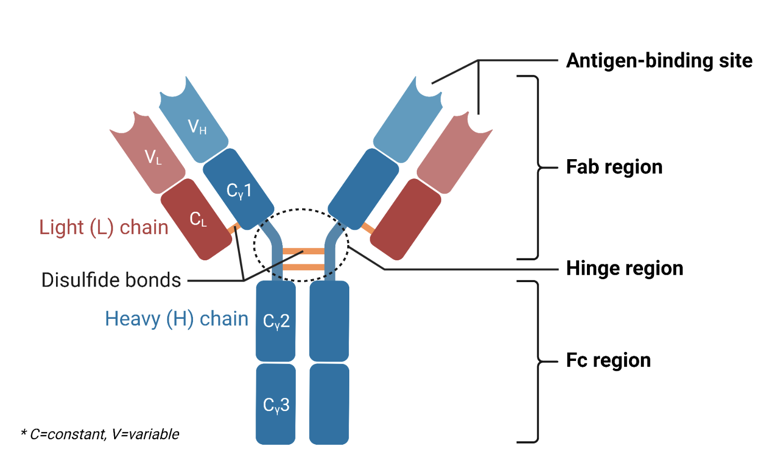 Biotin Mouse Anti-Human IgGXIgMXIgA mAbs[S3861](MABL-4322)
