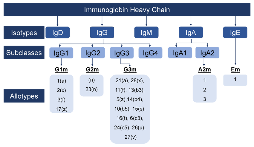 Biotin Goat Anti-Human IgGXIgMXIgA pAbs[L3859](MABL-4320)