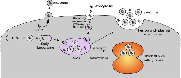 外泌体中α-突触核蛋白检测