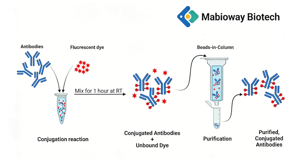 Cy5.5 Conjugation Kit (Fast) (